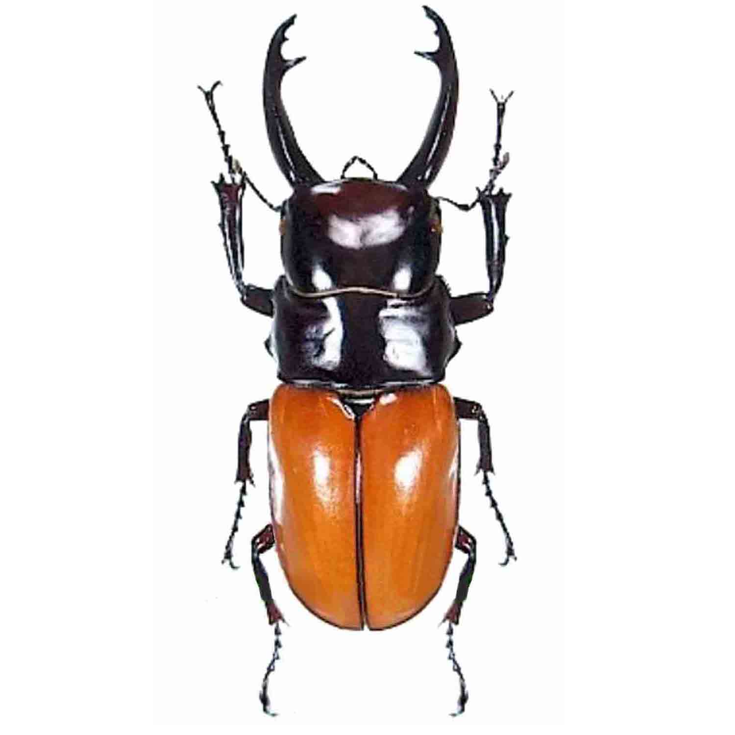 アート・デザイン・音楽 IL CERVo VOLANTE (Coleoptera lucanidae) Lucanus cervus – cervo volante – Ambiente e Biodiversità
